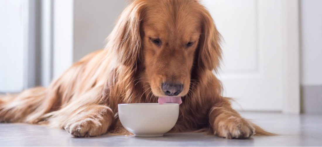 Bone Broth for Pets: The Paw-some Superfood Your Furry Friend Will Love!